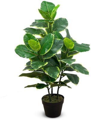 Ficus Elastica (Green Finish - 35 In)