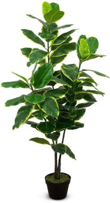 Ficus Elastica (Green - 48 In)