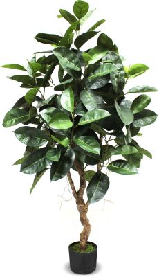 Ficus Elastica (Green - 62 In)
