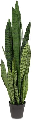 Sansevieria (42 Inch - Green)