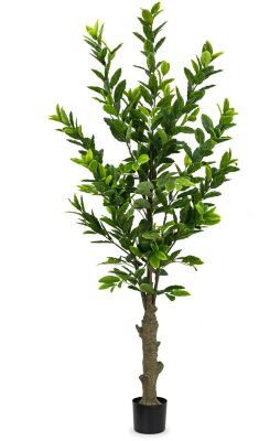 Lemon Tree (82 Inch - Green)