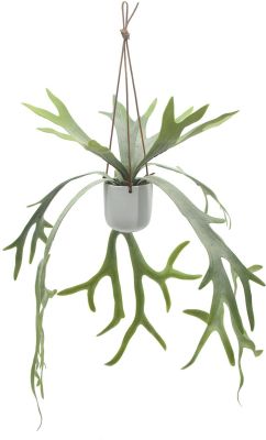 Hanging Staghorn (Hanging Ceramic Vase - 30 In)