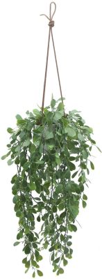 Hanging Boxwood Trailing Plant (Hanging Ceramic Vase - 22 In)
