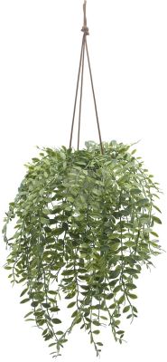 Hanging Rhipsalis Cereuscula Plant (Hanging Ceramic Vase - 22 In)
