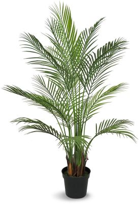 Palmier Areca (53 Po - Vert)