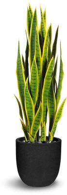 Sanseveria (38 Inch - Green And Yellow)