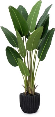 Travelers Palm (Black Fiberglass Planter - 72 In)