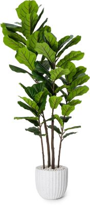 Fiddle Leaf Tree (White Fiberglass Planter - 72 In)