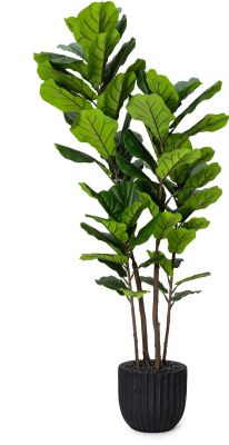 Fiddle Leaf Tree (Black Fiberglass Planter - 72 In)