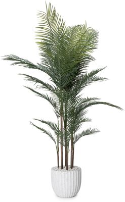 Madagascar Palm (White Fiberglass Planter - 72 In)