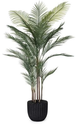 Madagascar Palm (Black Fiberglass Planter - 72 In)