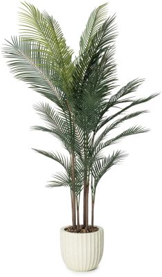 Madagascar Palm (Beige Fiberglass Planter - 72 In)