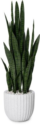 Sanseveria Plant (White Fiberglass Planter - 47 In)