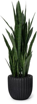 Sanseveria Plant (Black Fiberglass Planter - 47 In)