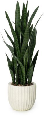 Sanseveria Plant (Beige Fiberglass Planter - 47 In)