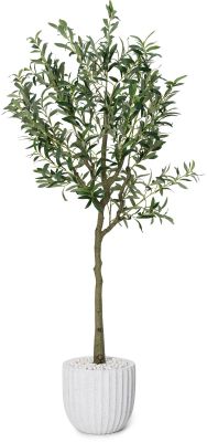 Olive Tree (White Fiberglass Planter - 47 In)