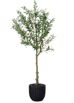 Olive Tree (Black Fiberglass Planter - 47 In)