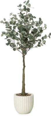 Eucalyptus Tree (Beige Fiberglass Planter - 69 In)