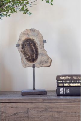 Trilobite Fossil on Stand