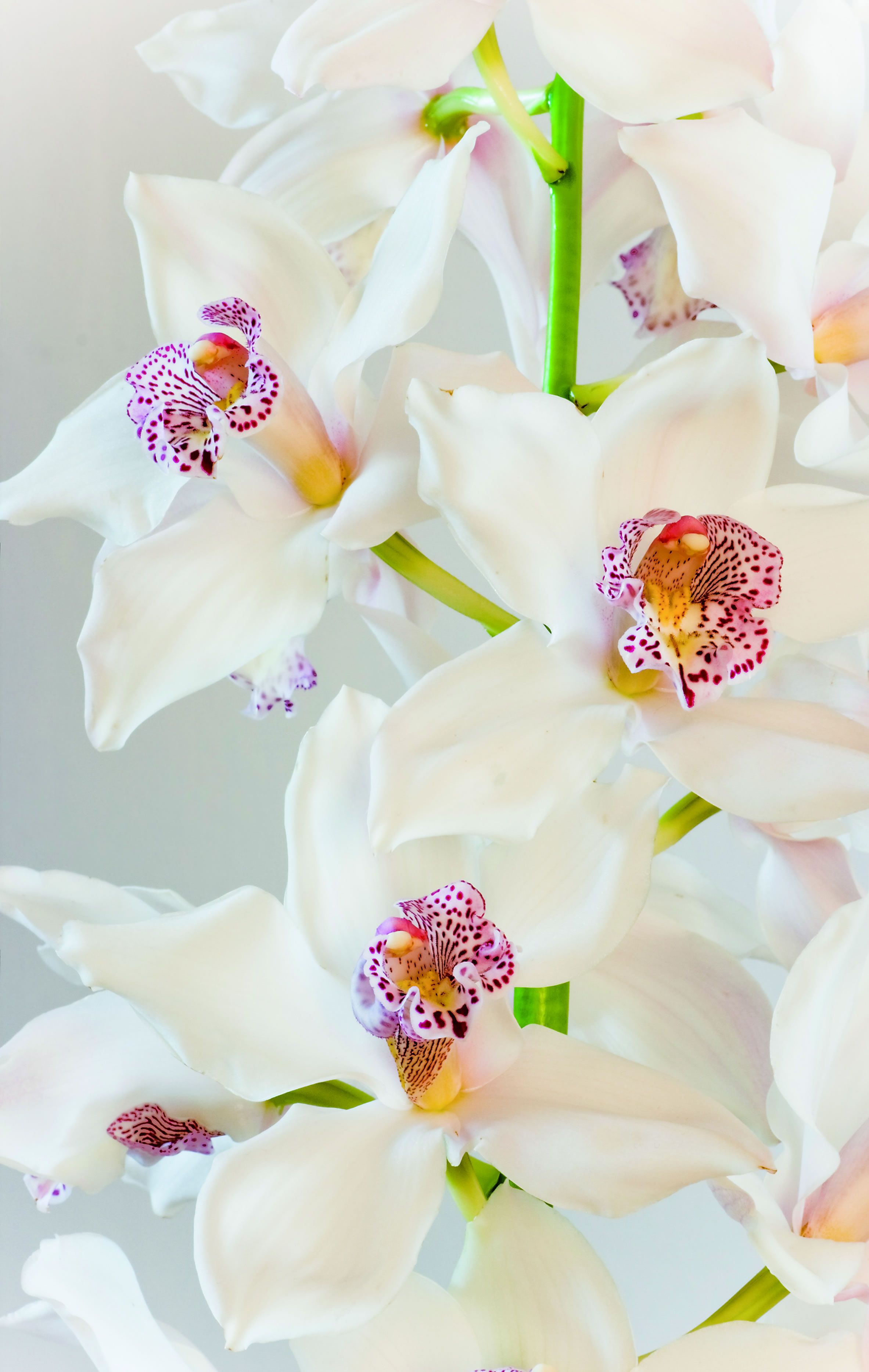 Bellini Modern Living Cymbidium - Acrylic picture of white cymbidium or  boat orchid flowers in close view (48 x 30) - 44679769_30_ACRYLIC | Modern  Furniture Canada